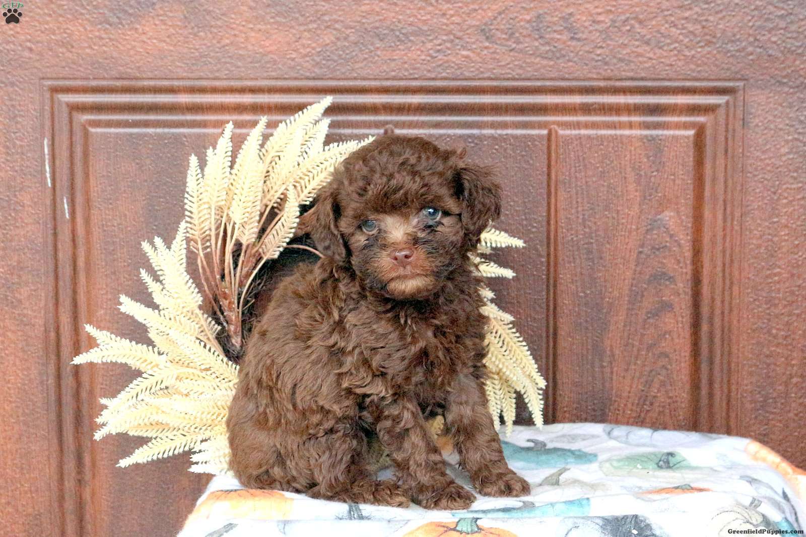 Pongo Toy Poodle Puppy For In