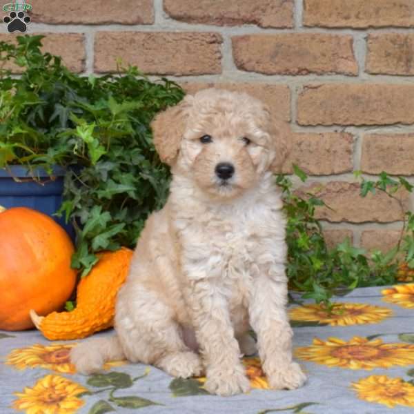 Pumpkin, Mini Goldendoodle Puppy