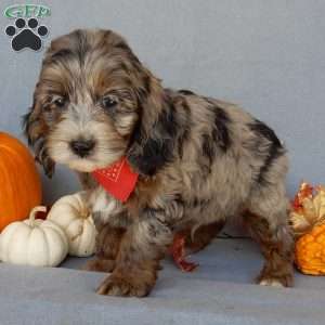 Bingo, Cockapoo Puppy