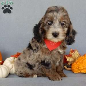 Bingo, Cockapoo Puppy
