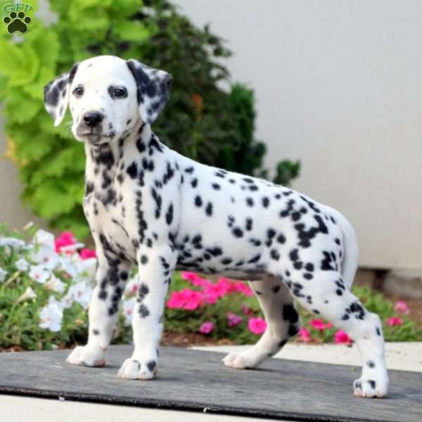 Rachelle, Dalmatian Puppy