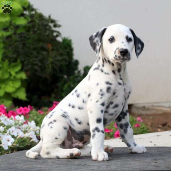 Rainbow - Dalmatian Puppy For Sale in Pennsylvania