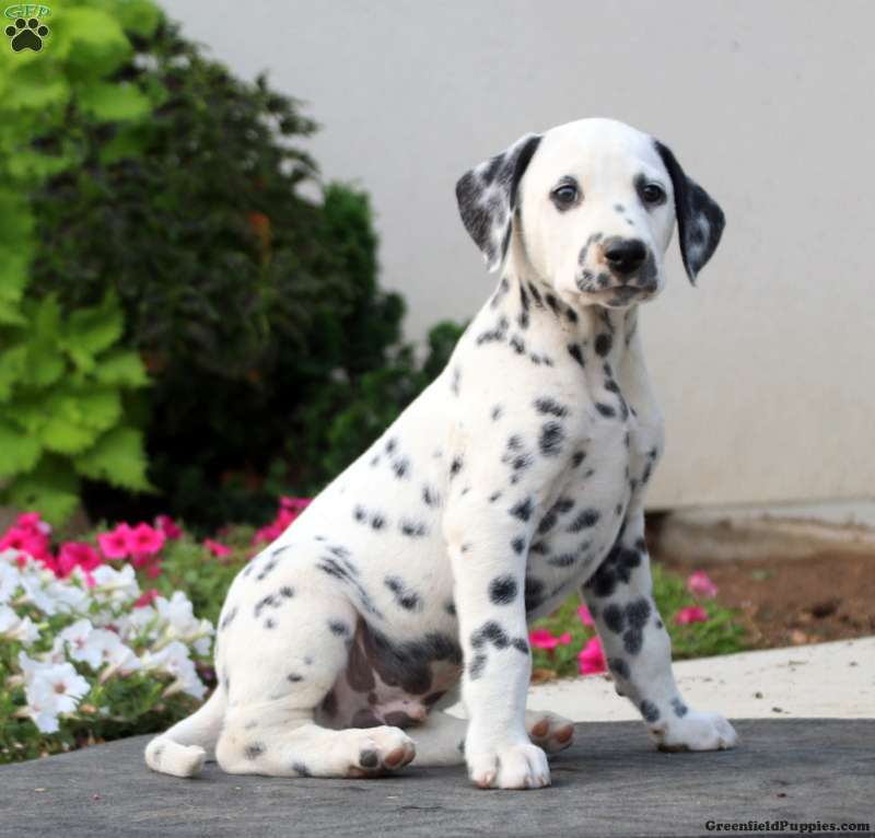 Rainbow - Dalmatian Puppy For Sale in Pennsylvania