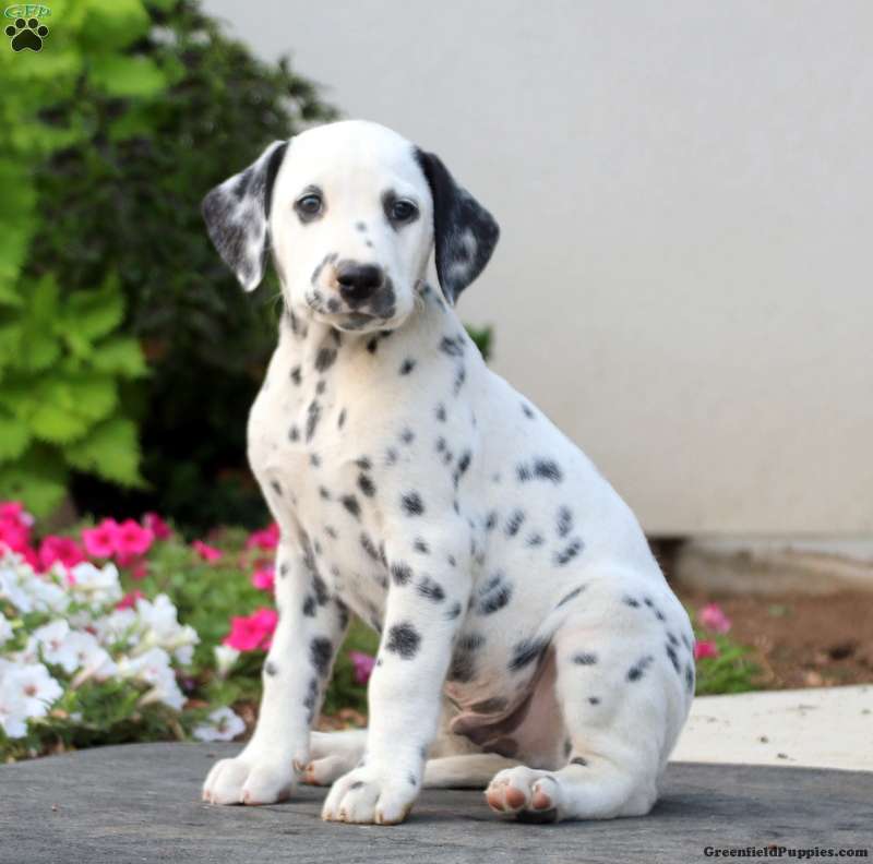 Rainbow - Dalmatian Puppy For Sale in Pennsylvania