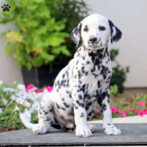 Rambler, Dalmatian Puppy