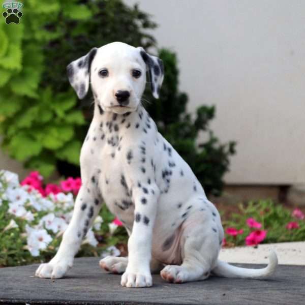 Ranae, Dalmatian Puppy