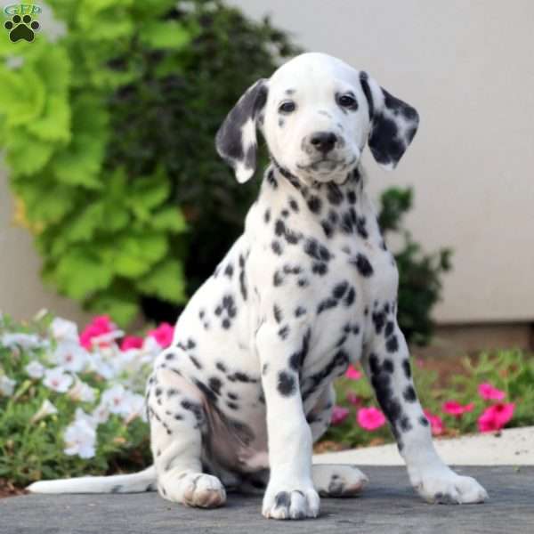 Rattler, Dalmatian Puppy