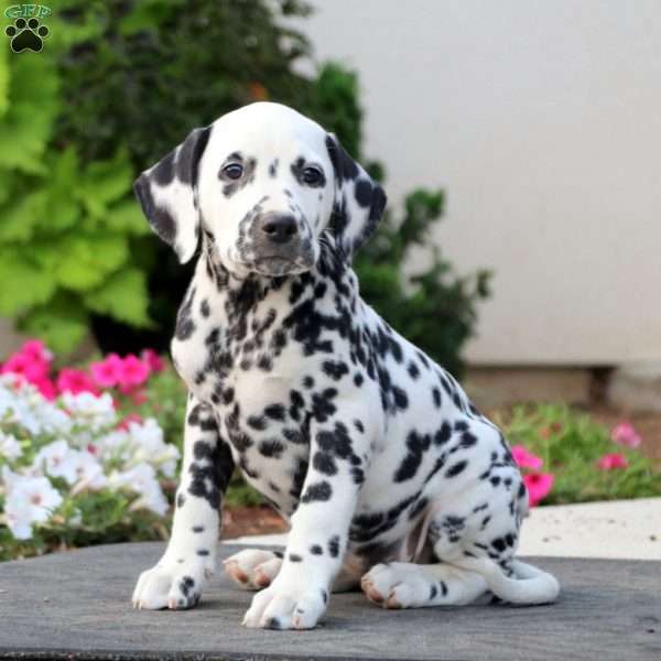 Regina, Dalmatian Puppy