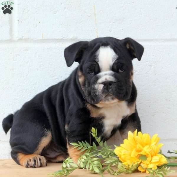 Rocky, English Bulldog Puppy