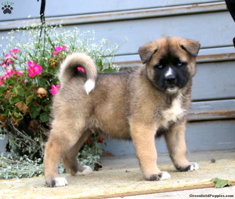 Roger - Akita Mix Puppy For Sale in Pennsylvania