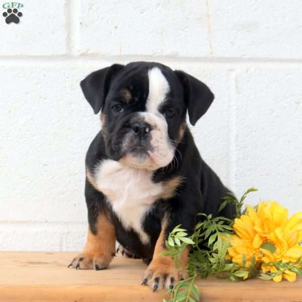 Rosie, English Bulldog Puppy
