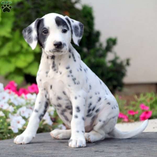 Rosina, Dalmatian Puppy