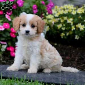 Cavachon Puppies For Sale | Greenfield Puppies