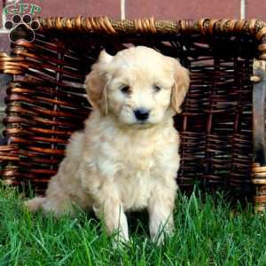 Saffron, Mini Goldendoodle Puppy