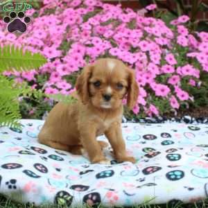 Sally, Cavalier King Charles Spaniel Puppy