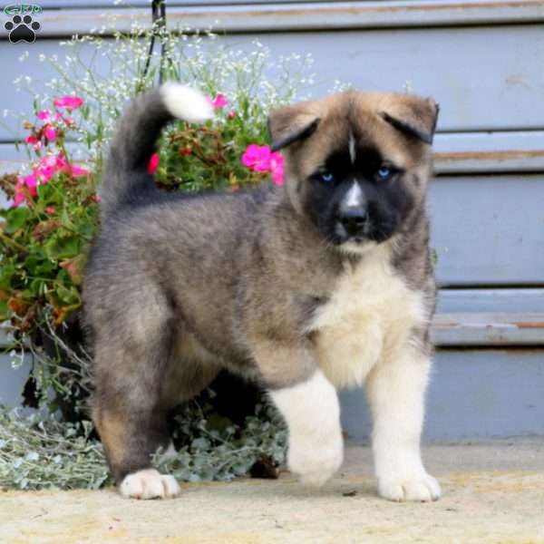 Sally - Akita Mix Puppy For Sale in Pennsylvania