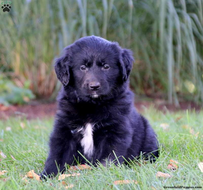 Sara - Golden Retriever Mix Puppy For Sale in Pennsylvania