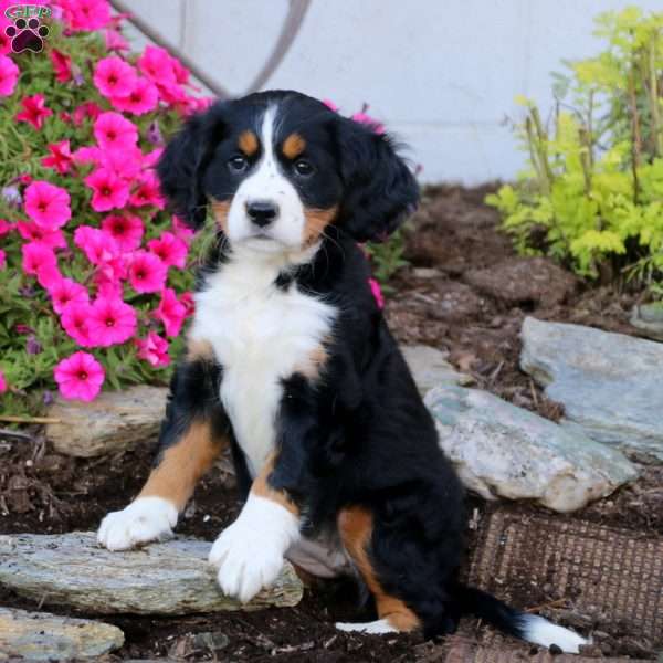 Sasha, Miniature Bernese Mountain Dog Puppy