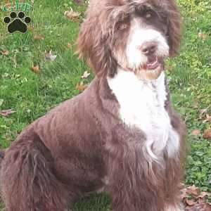 Mustasha, Aussiedoodle Puppy