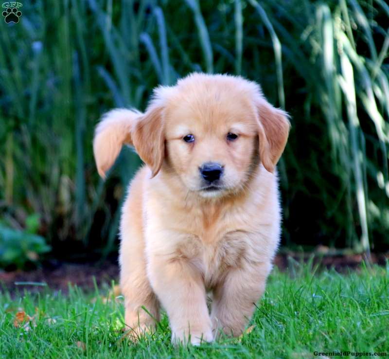 Simon - Golden Retriever Mix Puppy For Sale in Pennsylvania