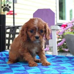Sophia, Cavalier King Charles Spaniel Puppy