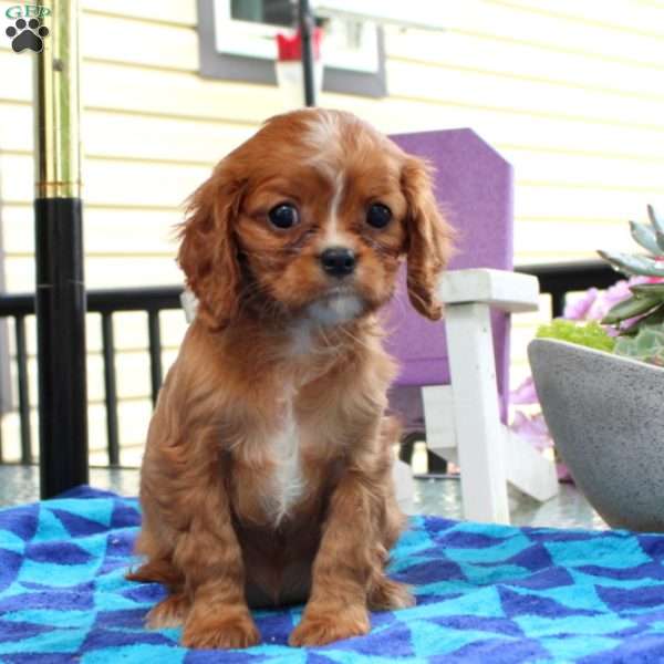 Sophia, Cavalier King Charles Spaniel Puppy