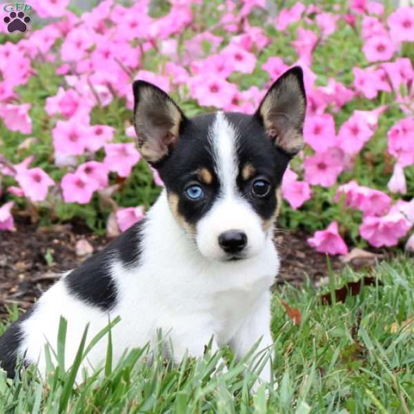Spartan, Jack Russell Mix Puppy