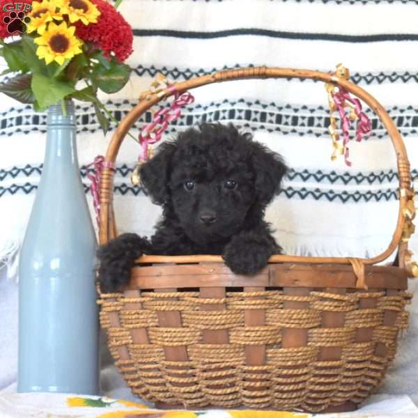 Teddy, Miniature Poodle Mix Puppy
