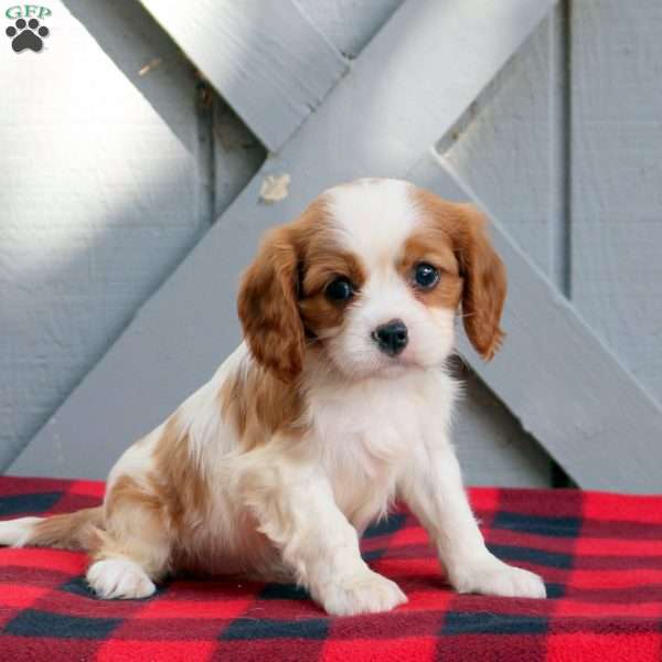 Thea, Cavalier King Charles Spaniel Puppy
