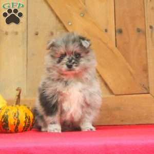 Pomeranian Puppies For Sale - Greenfield Puppies