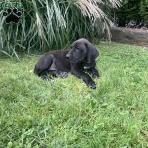 Great Dane Puppies For Sale - Greenfield Puppies