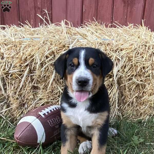 Timber, Greater Swiss Mountain Dog Puppy