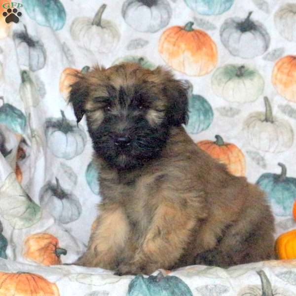 Tito, Soft Coated Wheaten Terrier Puppy