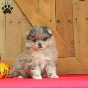 Pomeranian Puppies For Sale - Greenfield Puppies