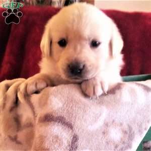 Golden Labrador Puppies For Sale | Greenfield Puppies