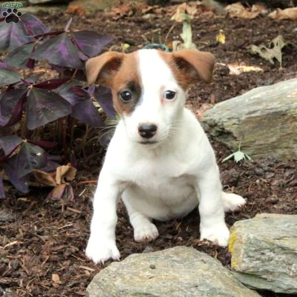 Wendy, Jack Russell Terrier Puppy