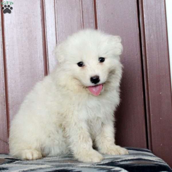 Wendy, Samoyed Puppy
