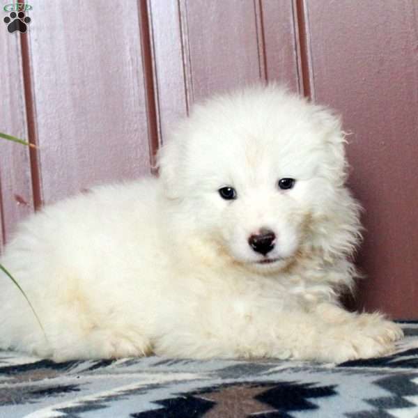 Wilder, Samoyed Puppy