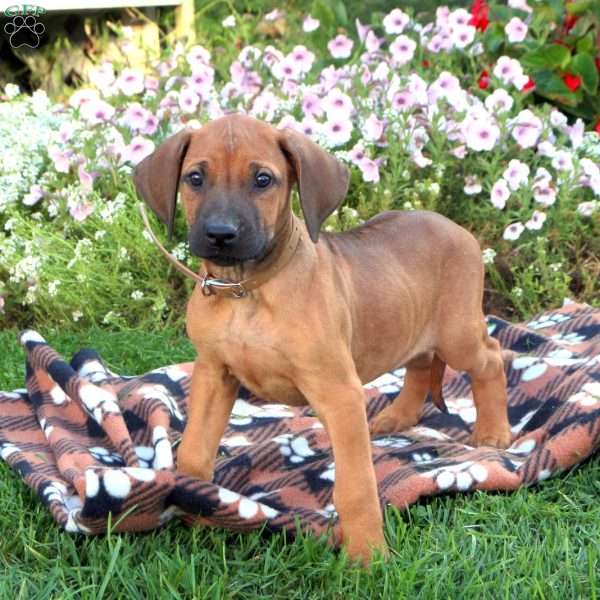 William, Rhodesian Ridgeback Puppy