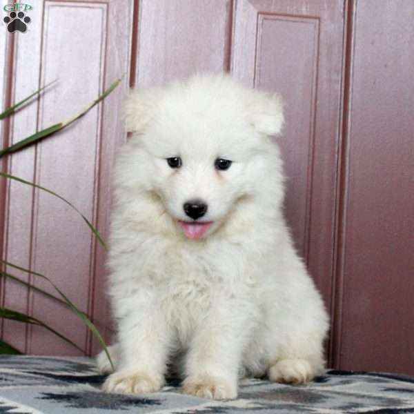 Willow, Samoyed Puppy