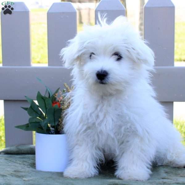 Willy, Maltese Puppy