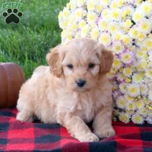 Wilson, Cavapoo Puppy
