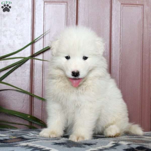 Winnie, Samoyed Puppy