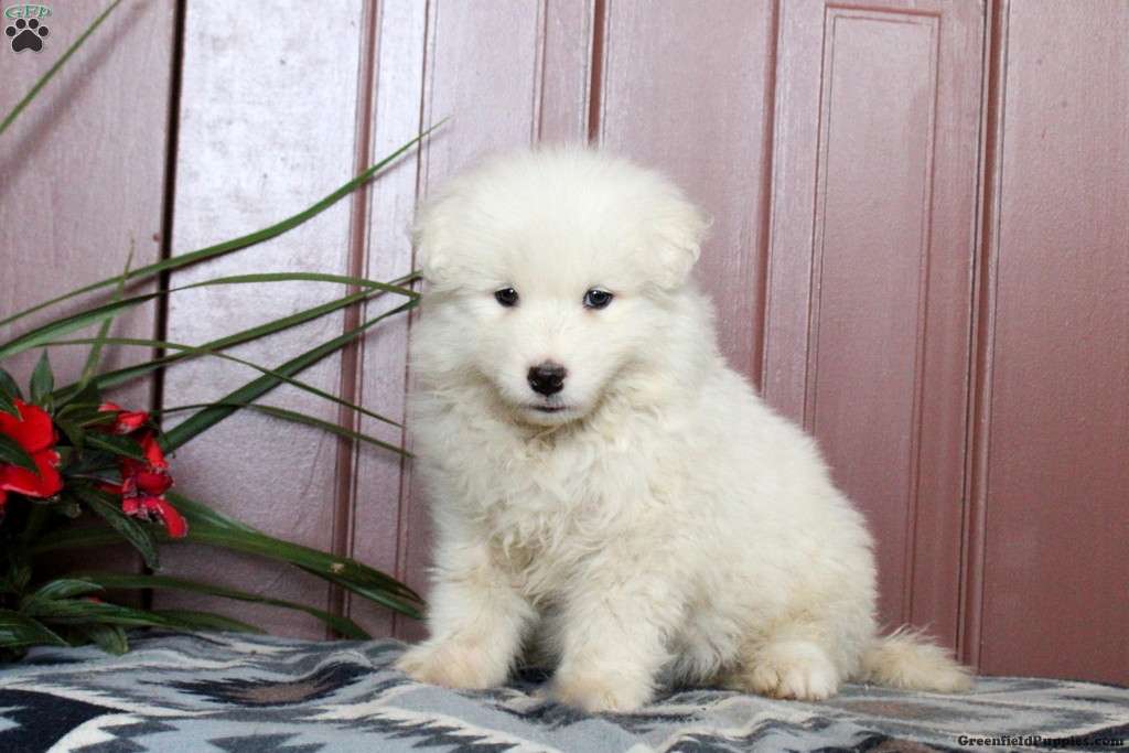 Winona Samoyed Puppy For Sale in Pennsylvania