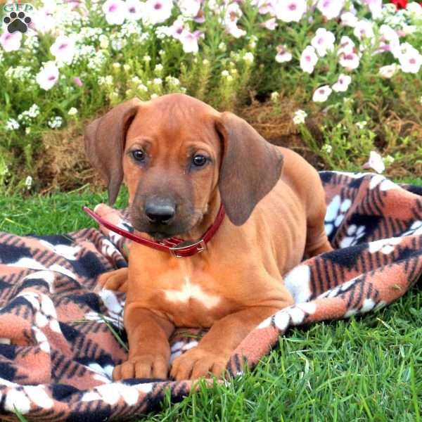 Woodrow Rhodesian Ridgeback Puppy For Sale in Pennsylvania