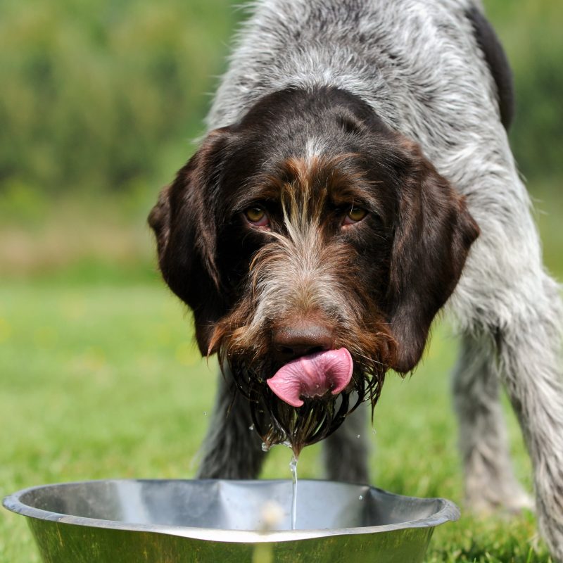 Should Dogs Drink Out of Shared Water Bowls? GFP