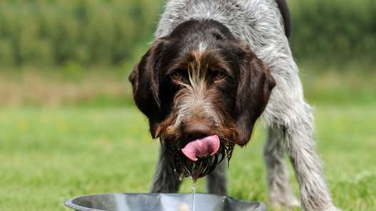 Should Dogs Drink Out of Shared Water Bowls?