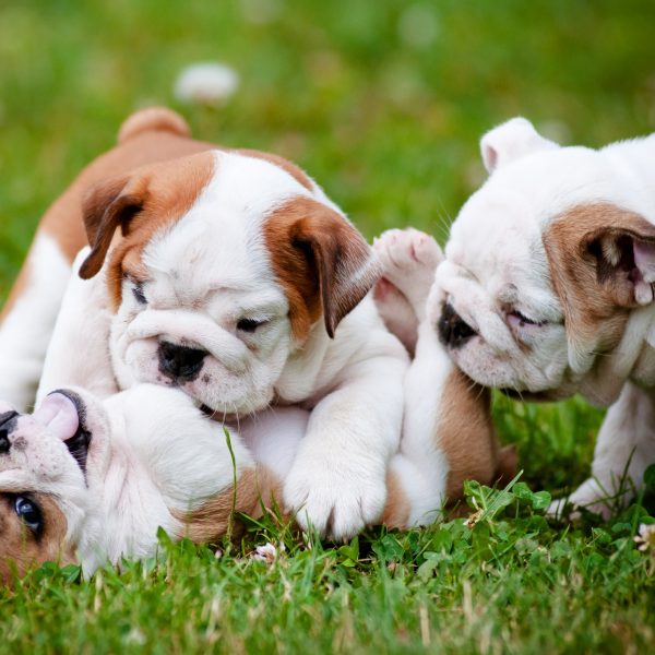 english bulldog puppies playing in grass