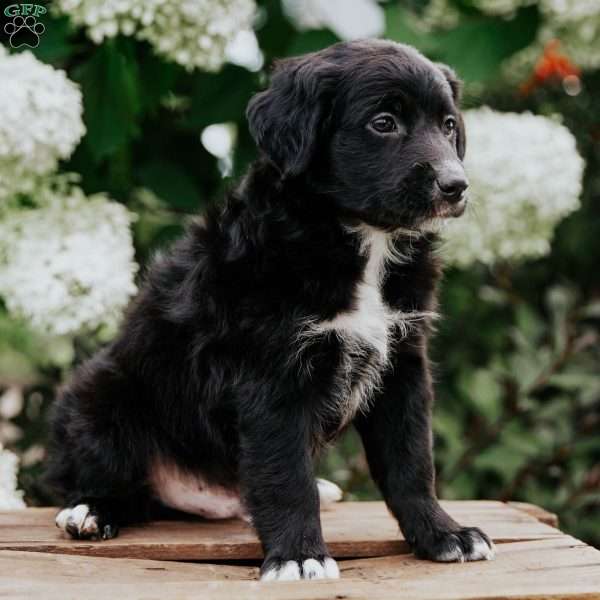 Fritz, Aussiedoodle Puppy