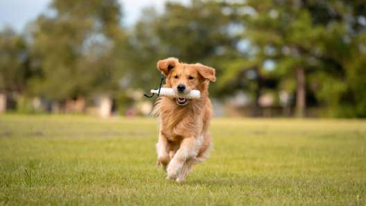 How to Improve Your Dog’s Recall Training